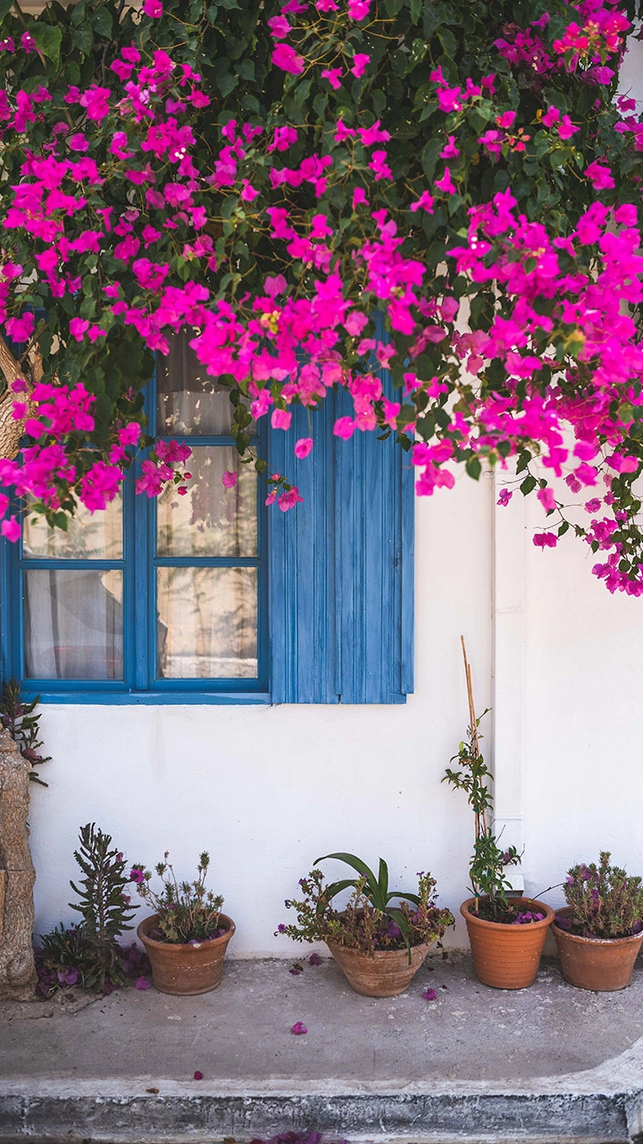 Best Balcony Plants To Transform Small Outdoor Area Into a Lush Haven