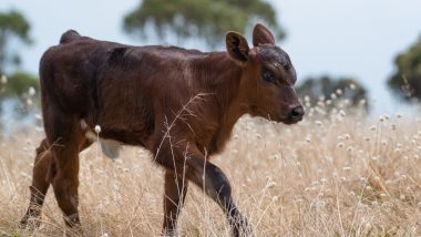 Bestiality Horror in Jharkhand: 'Bangladeshi' Man Caught on CCTV Camera Having Unnatural Sex With Calf, FIR Registered