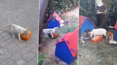 Mother Cat Steals Chicken Bag From Store in Turkey To Feed Her Hungry Kittens, Video Goes Viral