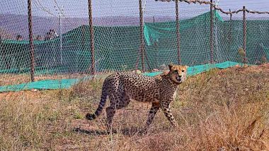 Madhya Pradesh: Female Cheetah Veera Shifted to Soft Release ‘Boma’ From Quarantine Enclosure in Kuno National Park