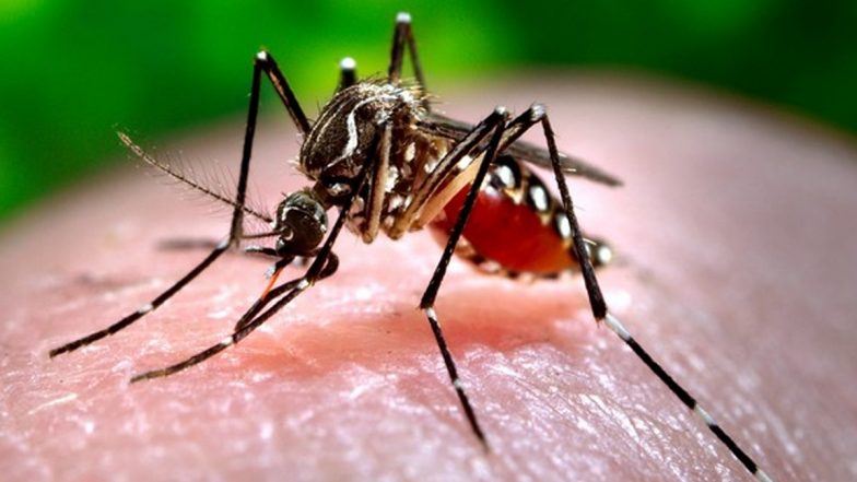 Dengue Fever: WHO Warns Painful Mosquito-Borne Disease Could Become Major Threat in US and Europe Before 2030