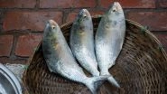Durga Puja 2023: Prized Bangladeshi Hilsa Fish to Hit Indian Markets Before Festivities Begin