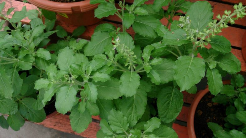 Why Is Tulsi Not Offered to Lord Ganesha