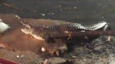 Crocodile Spotted in Hyderabad Videos: Panic Grips Locals After Crocodile Emerges From Overflowing Nala in Chintal Basti