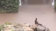 Sea Lions, Other Animals Escaped From Central Zoo Park Due to Flooding in New York City? NYPD Denies Reports as Videos Go Viral, Says 'All Animals Are Accounted for and Safe'