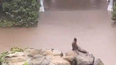 Sea Lions, Other Animals Escaped From Central Zoo Park Due to Flooding in New York City? NYPD Denies Reports as Videos Go Viral, Says 'All Animals Are Accounted for and Safe'