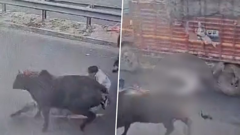 Uttar Pradesh Accident Video: Biker Run Over by Truck After Collision With Bull in Greater Noida, Disturbing Video Surfaces