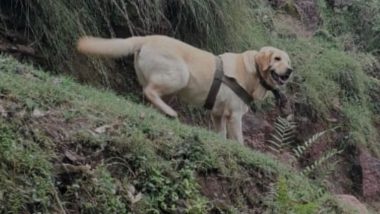 Rajouri Encounter: Indian Army Dog Kent Lays Down Life While Saving Life of Its Handler During Gunfight With Terrorists