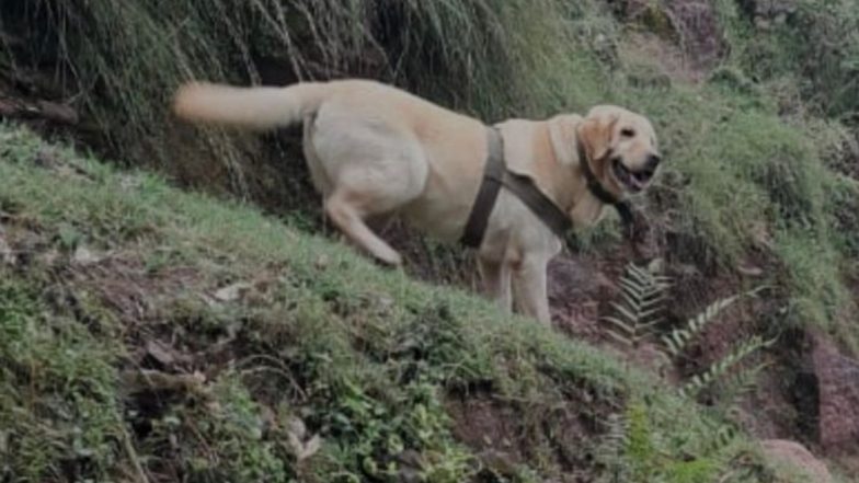 Kent, Indian Army Dog Dies in Rajouri Encounter While Shielding Its Handler During Operation in Jammu and Kashmir (See Pic)