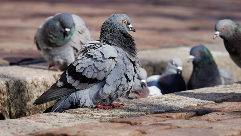 What Is Hypersensitivity Pneumonitis? All You Need To Know About Life-Threatening Lung Disease Triggered by Inhalation of Allergens Including Pigeon Droppings