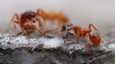 Invasive Red Fire Ants Threat to Europe, Know All About These Species That Were Recently Found in Italy's Sicily