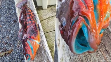 Colour-Changing Fish Found in US: Fisherman Catches Blue-Fleshed Rock Greenling That Changes Colour When Cooked, Shares Fascinating Photos