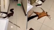 Flying Squirrel Pretends to Be Dead After Getting Caught With Mop, Funny Video Goes Viral