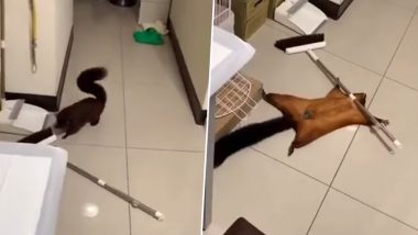 Flying Squirrel Pretends to Be Dead After Getting Caught With Mop, Funny Video Goes Viral