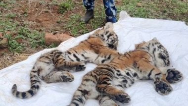 Tiger Deaths in Tamil Nadu: 10 Tigers Including Six Cubs Died in Last 40 Days in Nilgiri District; National Tiger Commission Begins Investigation