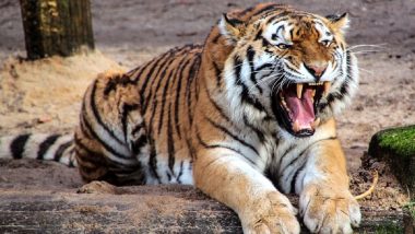 Uttar Pradesh: 40-Year-Old Man Killed by Tiger Near Manjhra Forests in Lakhimpur Kheri
