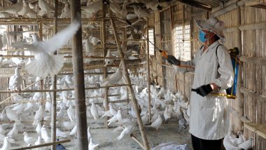 Bird Flu Outbreak in Israel: 250 Birds Infected With Avian Influenza at Petting Zoo in Jezreel Valley