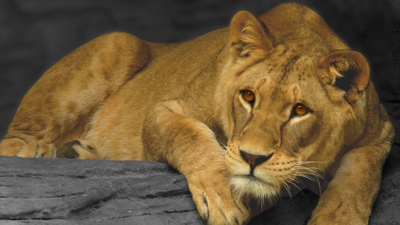 Lions on Stroll in Gujarat: Lioness and Cubs Cross Busy Highway in Amreli; Video Goes Viral