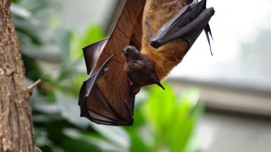 Bat Virus in Thailand: EcoHealth Alliance Researchers Discover Deadly Bat Virus with Zoonotic Potential in Cave, Reports