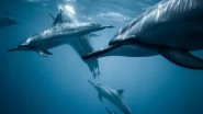 Dolphin To Be Uttar Pradesh's Aquatic Animal, Announces CM Yogi Adityanath