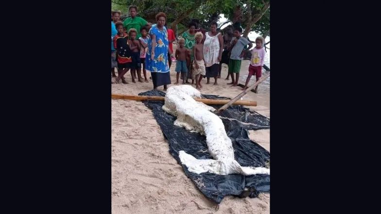 Mysterious Mermaid-Like Creature Washes Ashore in Papua New Guinea, Experts Suspect it to be a Globster (See Pics)