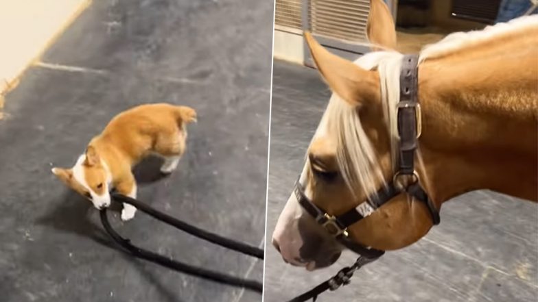 Cute Corgi Puppy Walks Massive Horse On a Leash With Full Enthusiasm, Funny Video Goes Viral