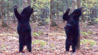Black Bear Does Hilarious Moves While Scratching Its Back Against a Tree, Funny Moment Captured On Trail Camera (Watch)