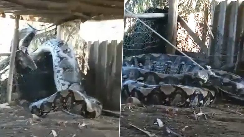 Python Trying to Cross a Fence Gets Trapped With a Rope After Enjoying a Hefty Meal, Reptile's Struggle to Escape Surfaces Online (Watch)