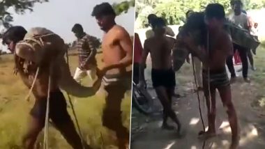 Uttar Pradesh: Man Carries Huge Crocodile on His Shoulders After Rescuing Reptile From Drain in Lalitpur, Netizens Call Him 'Real-Life Bahubali' (Watch Video)