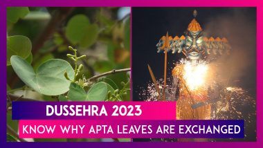 Dussehra 2023: Know Why Apta Leaves Or ‘Sona’ Are Exchanged On Vijayadashami Or Dasara
