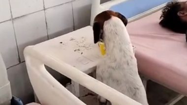 Dog at Uttar Pradesh Hospital Video: Canine Relishes on Food Kept Next To Unconscious Patient in Moradabad Govt Hospital, Shocking Clip Surfaces