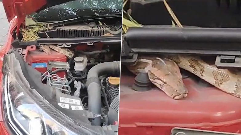 Python Rescued From Car in Delhi: Six-Foot-Long Indian Rock Python Found Inside Vehicle in Chittaranjan Park, Released Into Wild (Watch Video)