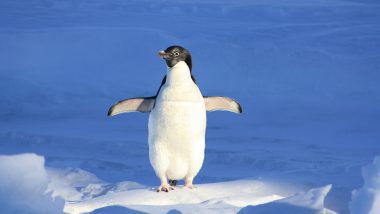 Bird Flu in Antarctica: First-Ever Detection of H5N1 Raises Concerns for Penguins and Other Local Species