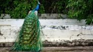 Karnataka: State Forest Department Arrest Three Odisha Natives for Killing Peacocks for Meat in Tumakuru