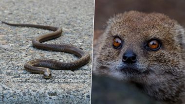 Snake vs Mongoose Fight Video: Arch-Rivals Come Face-to-Face in Uttar Pradesh's Hardoi, Here's How It Went Down