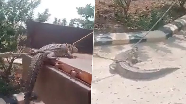 Karnataka: Frustrated Over Frequent Power Cuts, Farmers Bring Live Crocodile at HESCOM Office in Vijayapura, Video Emerges