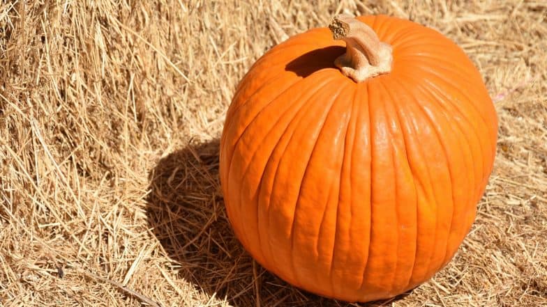 Massive Pumpkin Weighing 2,749 Pounds Makes World Record, Wins $30,000 in Prize Money (Watch Video)