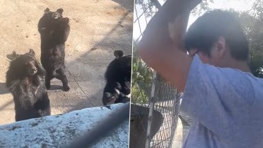 Bear Performs 'Flower Handshake' Dance For Tourist, Astonishing Video From Chinese Zoo Surfaces Online (Watch)