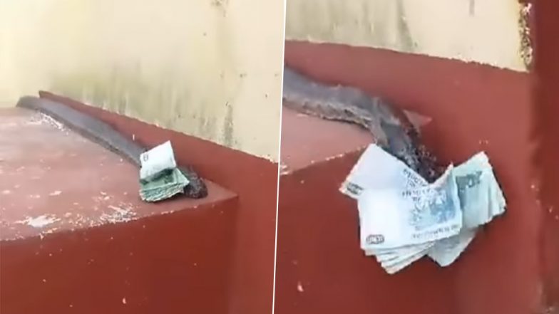 Huge Python Caught on Camera Delivering Money in Zimbabwe, Video Goes Viral