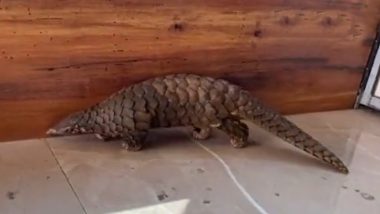 Odisha: STF Team, Forest Officials Recover Pangolin From Possession of Man in Khariar, Case Registered (Watch Video)
