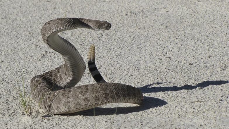 Rattlesnake Attack in US: Cincinnati Zoo Employee Gets Bitten by Highly Venomous Snake in North America, Stable After Being Hospitalised
