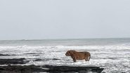 Asiatic Lion’s Seaside Stroll in Gujarat's Junagadh Captured in Lens; Picture Goes Viral