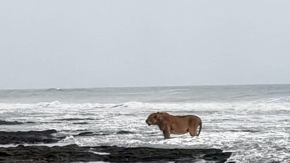 india-news-gujarat-asiatic-lion-s-seaside-stroll-in-junagadh