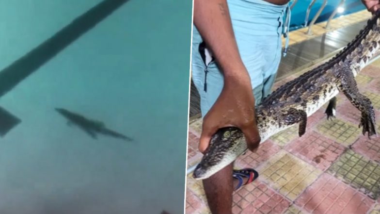 Crocodile Spotted in Mumbai Videos: Two-Feet Long Croc Rescued From BMC Shivaji Park Swimming Pool in Dadar