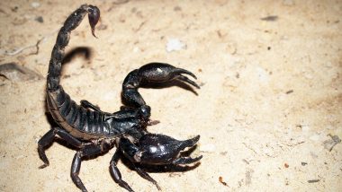 Scorpion Kills Girl in Brazil: Toddler Suffers Cardiac Arrest, Dies After Scorpion Bites Her in Sleep in Ribas do Rio Pardo