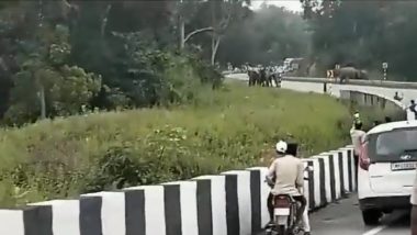 Chhattisgarh: Elephant Herd Blocks Highway in Korba To Protect Calf That Fell in Ditch (Watch Video)
