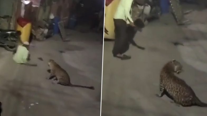 Leopard Spotted in Maharashtra: Panic Grips As Big Cat Strays into Ahmednagar's Kopargaon Town, Video Surfaces