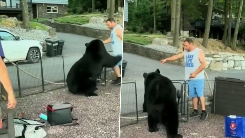 US: Man Asks Massive Wild Bear to Leave Campsite in Pennsylvania, Animal Abides; Old Viral Video Surfaces Again