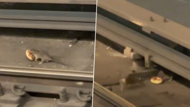 Rat Drags Doughnut Across New York City Subway Tracks to Share With Rodent Friend, Cute Video Surface Online (Watch)