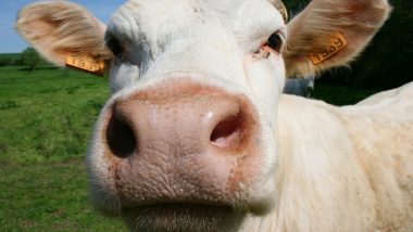 Bestiality Horror in UK: Man Sneaks Into Cowshed, Has Sex With Cow in Dorset